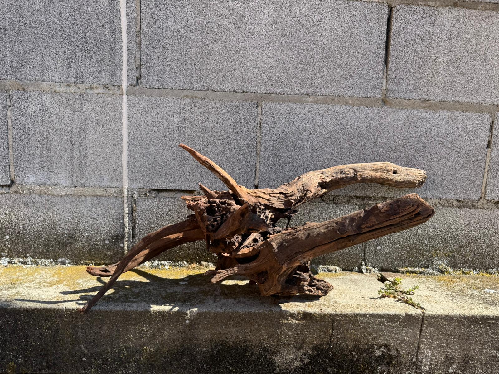 Drift Wood - 66*26*28 - cod.069 AQPET