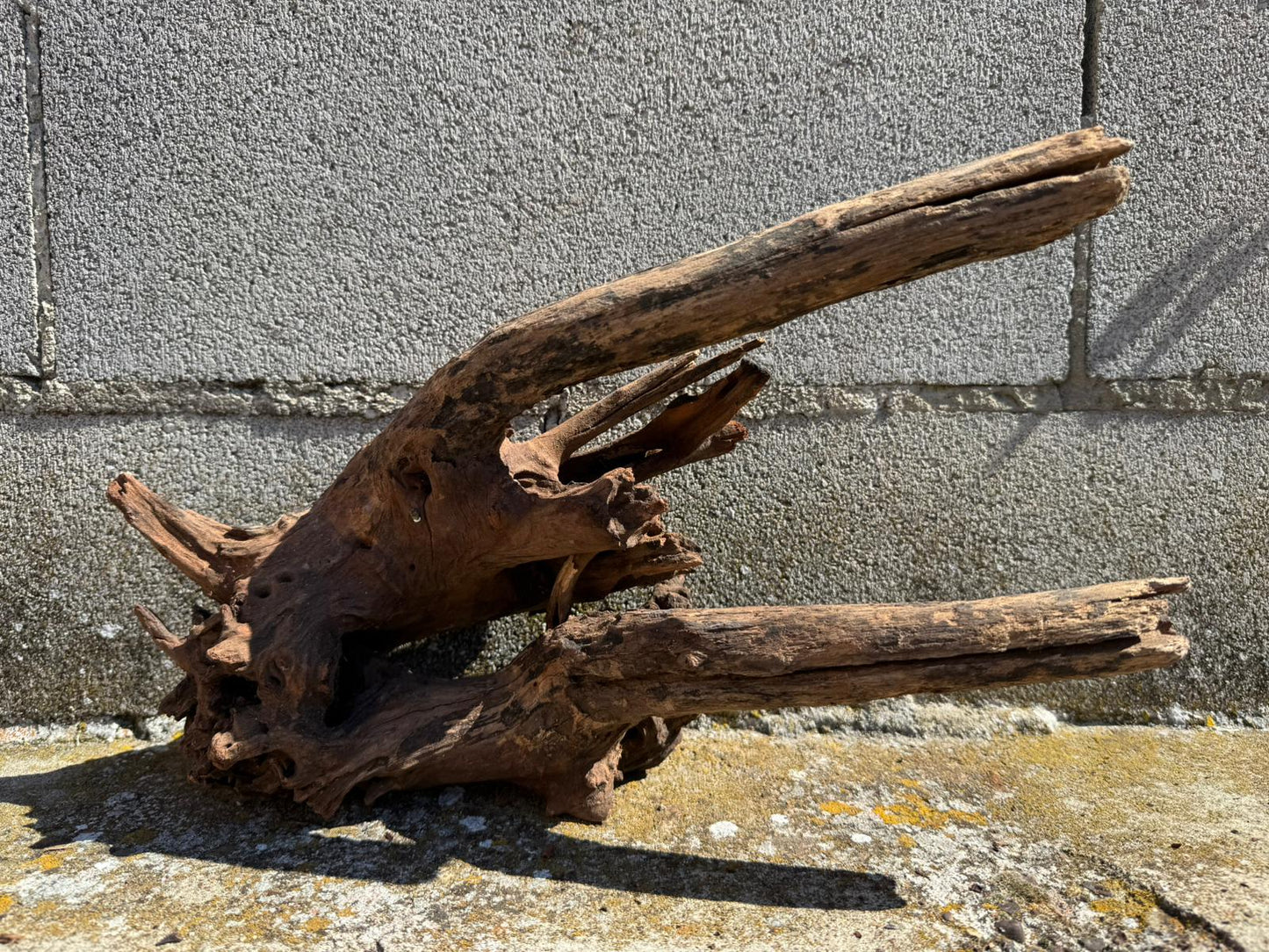 Drift Wood - 41*17*25 - cod.073 AQPET