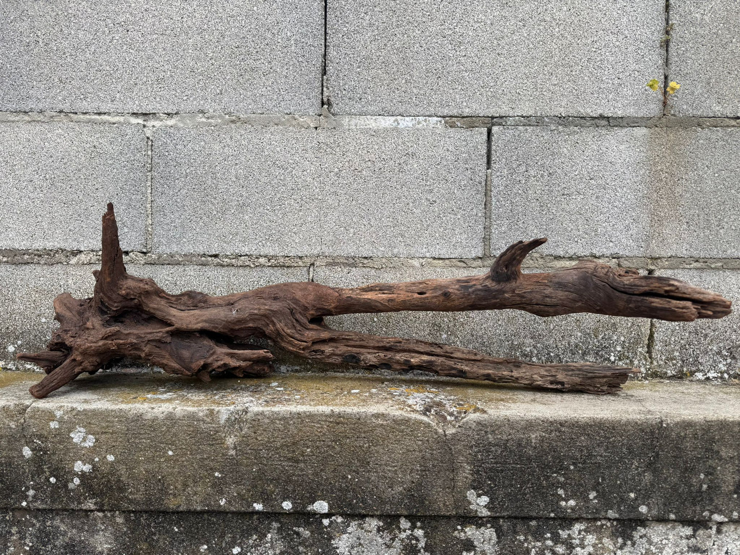 Drift Wood - 81*28*24 - cod.077 AQPET