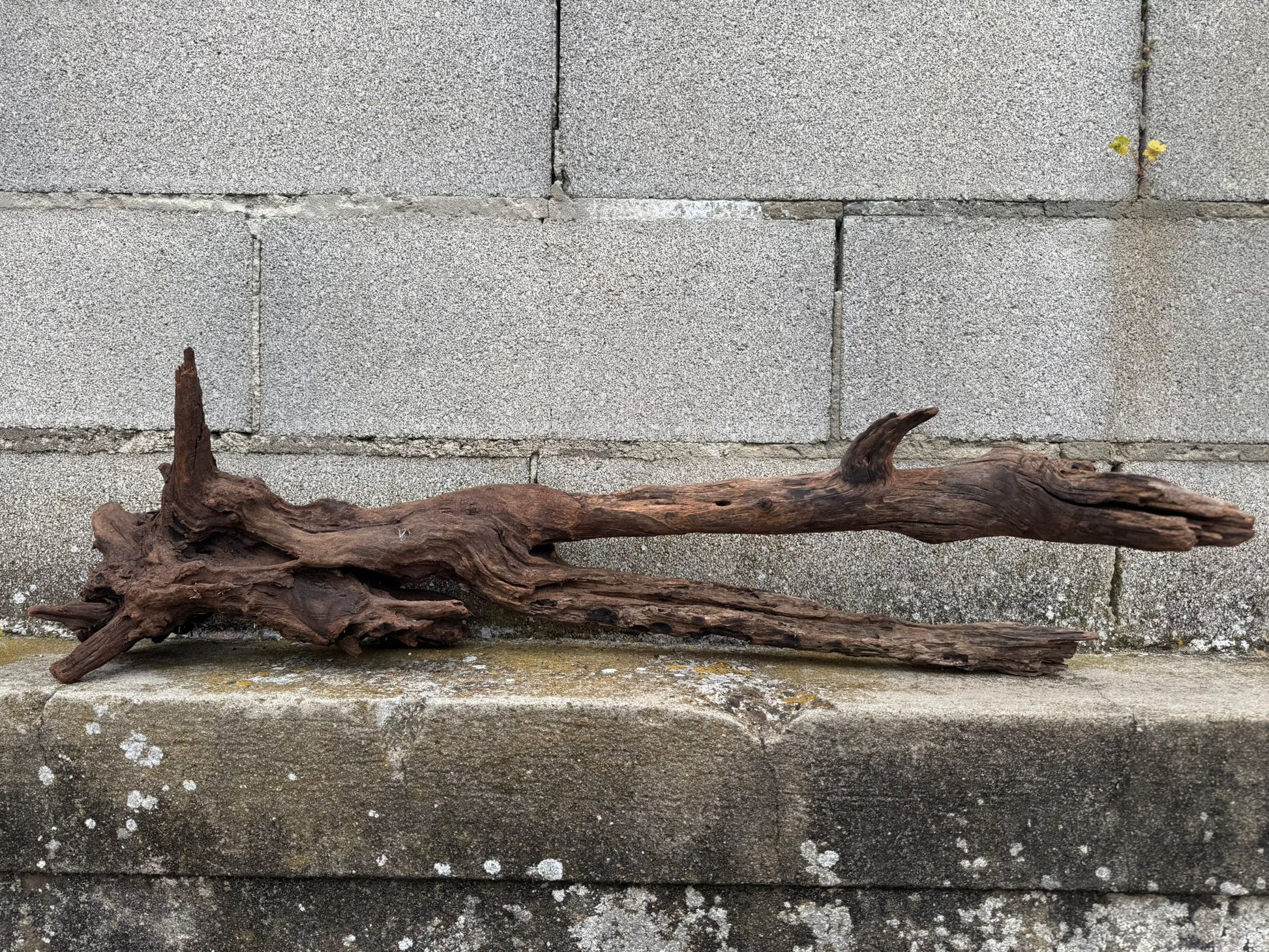 Drift Wood - 81*28*24 - cod.077 AQPET
