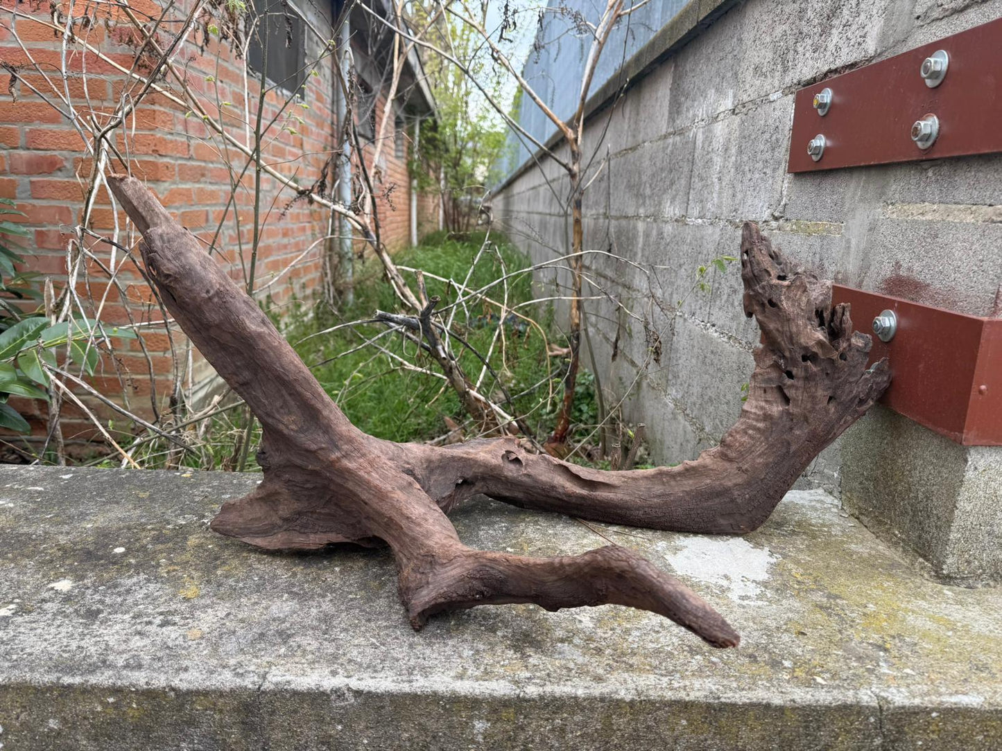 Drift Wood - 76*47*36 - cod.078 AQPET