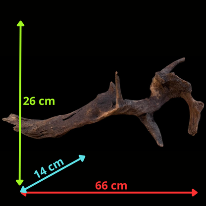 Drift Wood - 66*14*26- cod.093 AQPET