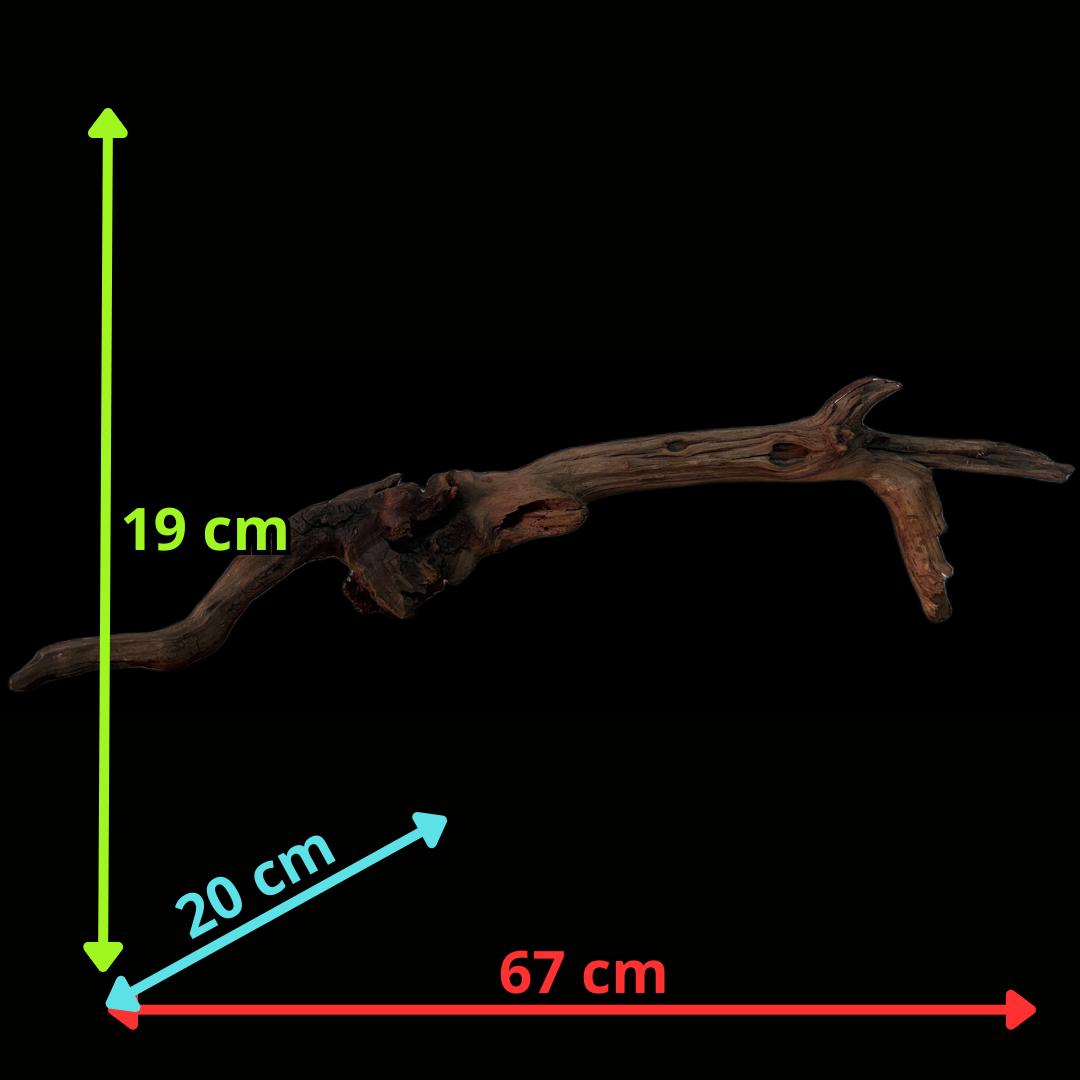 Drift Wood - 67*20*19 - cod.142 WHIMAR