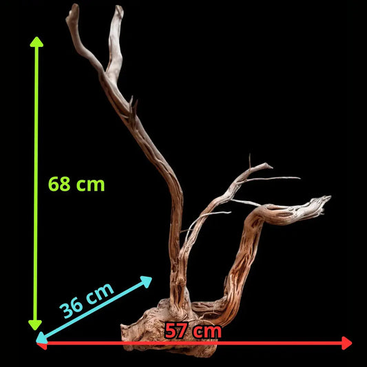 Azalea Roots - 50*36*68 - cod.040 AQPET