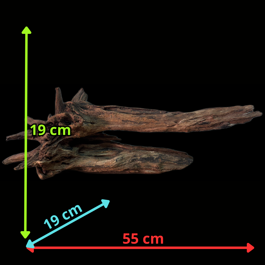Drift Wood - 55*19*19 - cod.157 WHIMAR