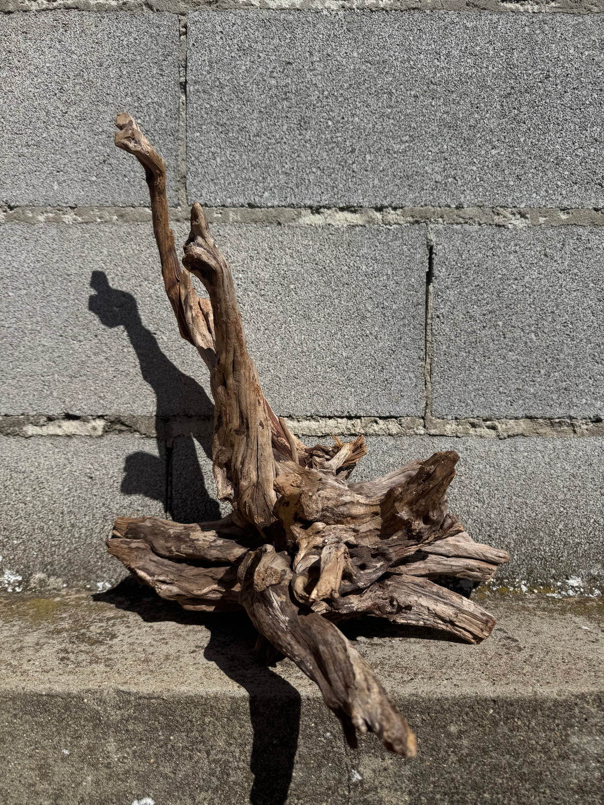 Drift Wood - 38*32*42 - cod.112 AQPET