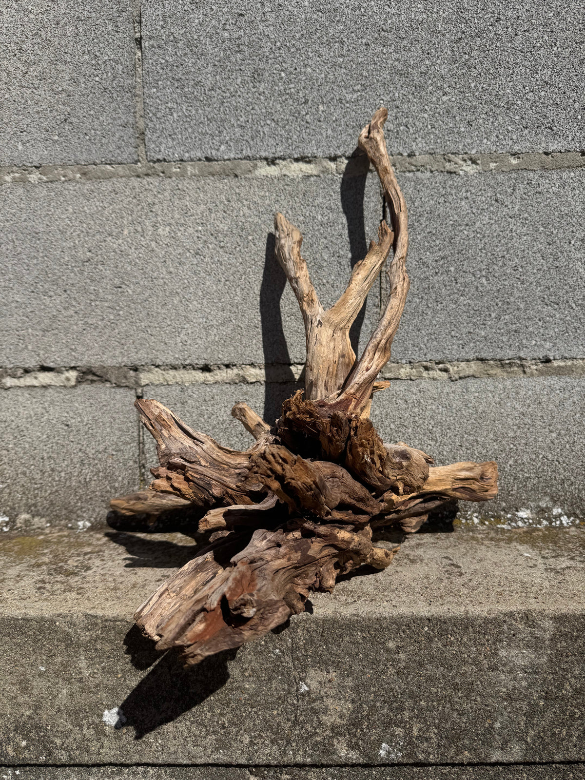 Drift Wood - 38*32*42 - cod.112 WHIMAR