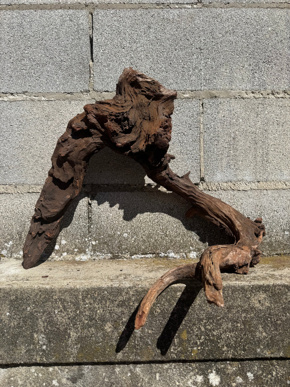 Drift Wood - 48*25*42 - cod.113 WHIMAR