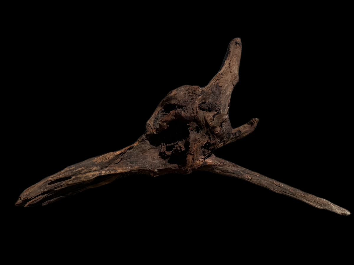 Drift Wood - 46*11*25 - cod.117 WHIMAR