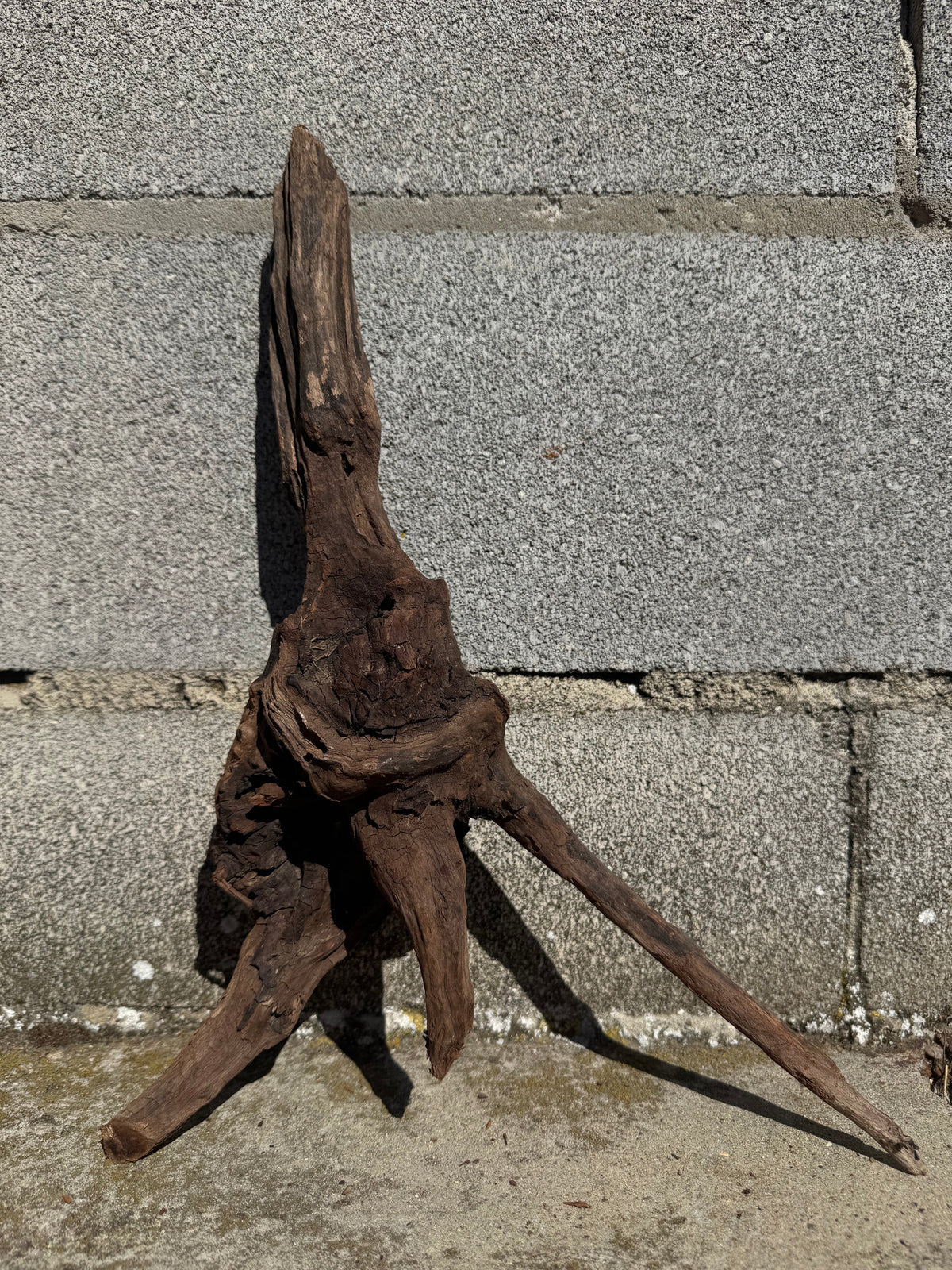 Drift Wood - 46*11*25 - cod.117 WHIMAR