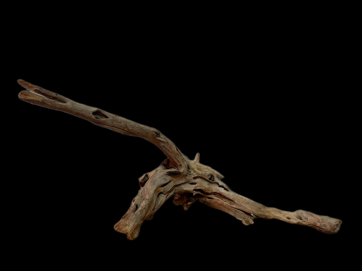 Drift Wood - 52*19*16 - cod.121 WHIMAR