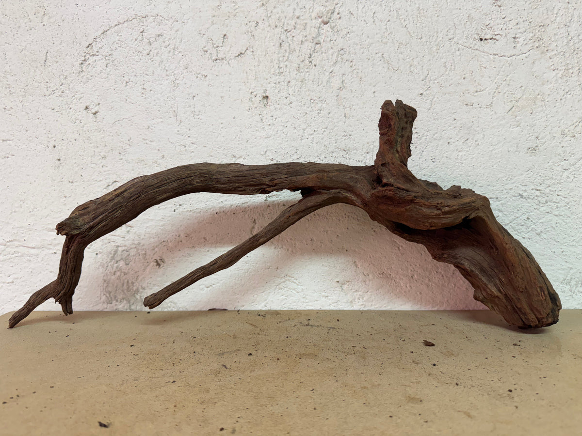 Drift Wood - 53*11*22 - cod.127 WHIMAR