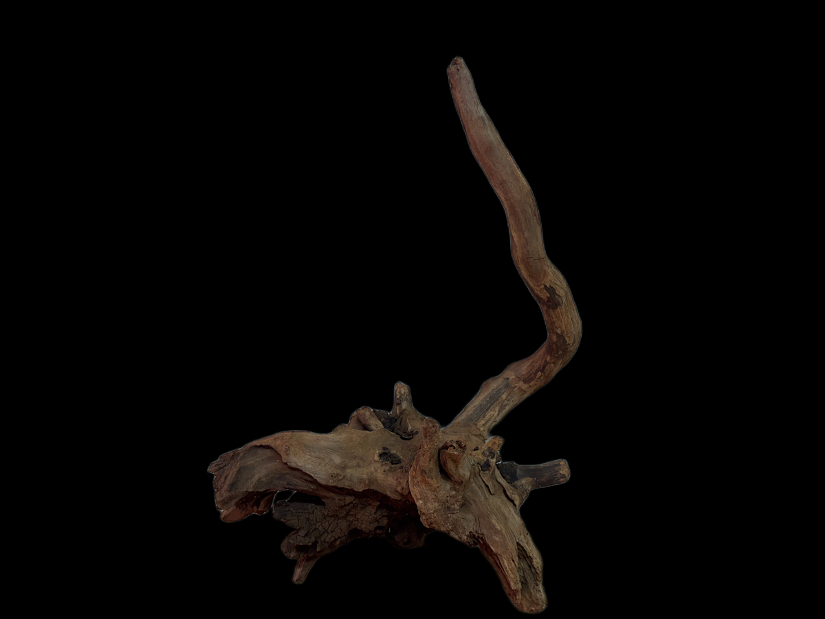 Drift Wood - 33*25*31 - cod.134 WHIMAR