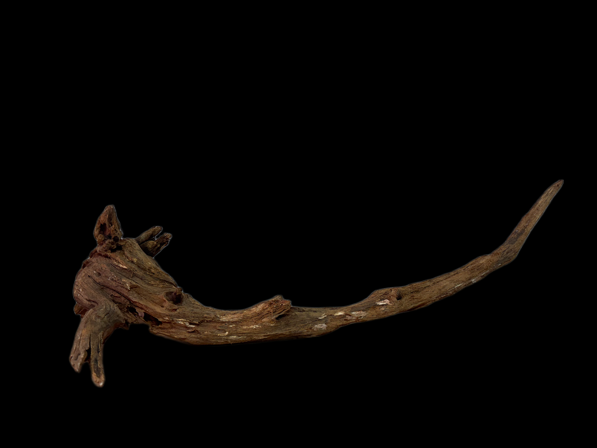 Drift Wood - 51*18*15 - cod.136 WHIMAR