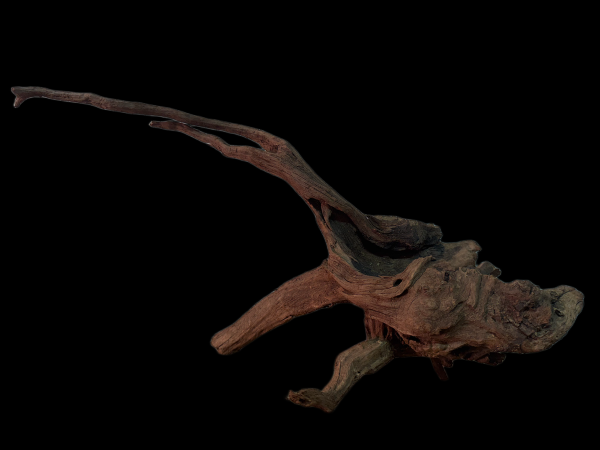 Drift Wood - 49*18*23 - cod.162 WHIMAR