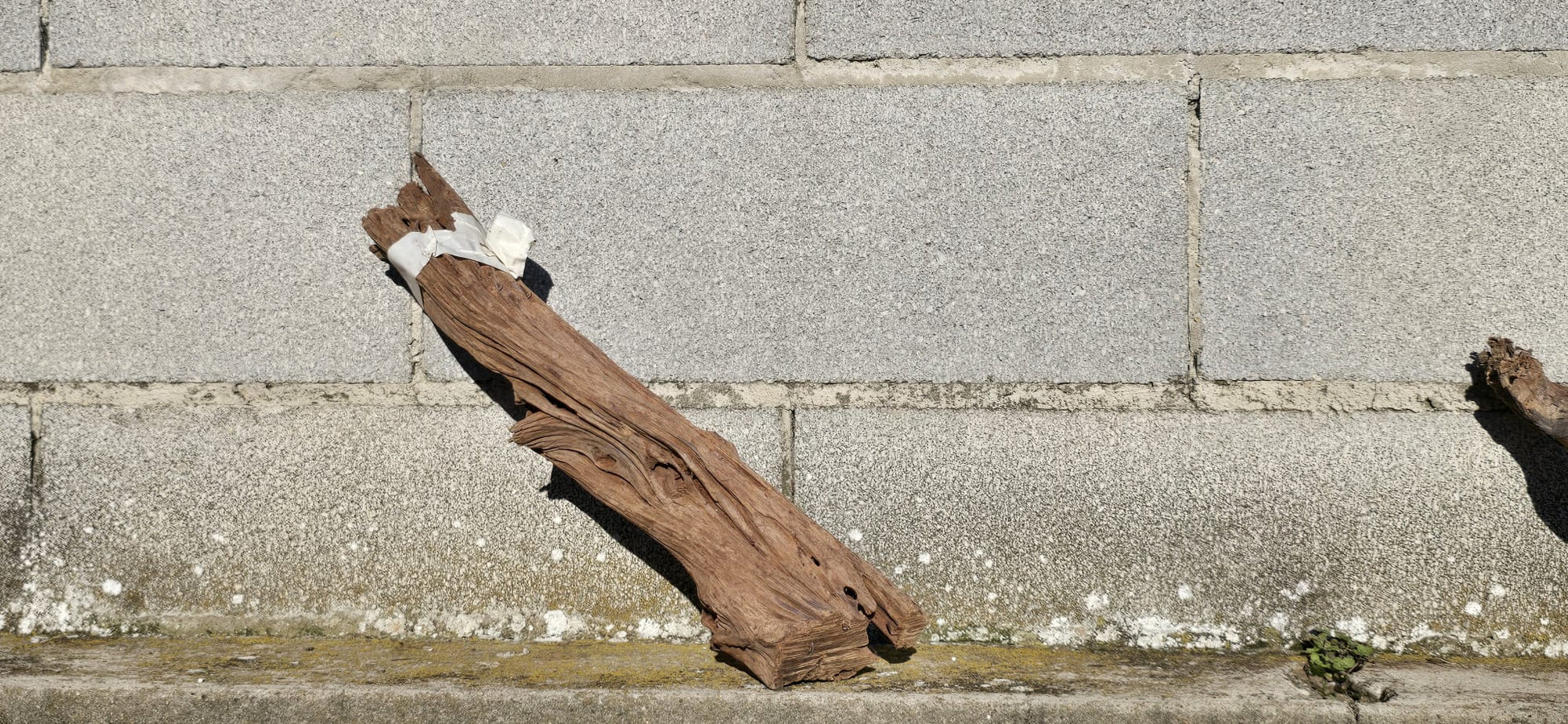 Drift Wood - 45*10*11 - cod.007 AQPET
