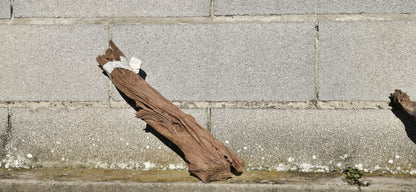 Drift Wood - 45*10*11 - cod.007 AQPET