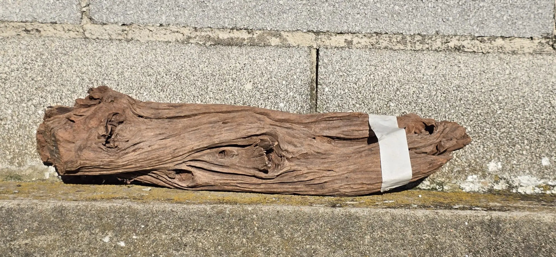 Drift Wood - 45*10*11 - cod.007 AQPET