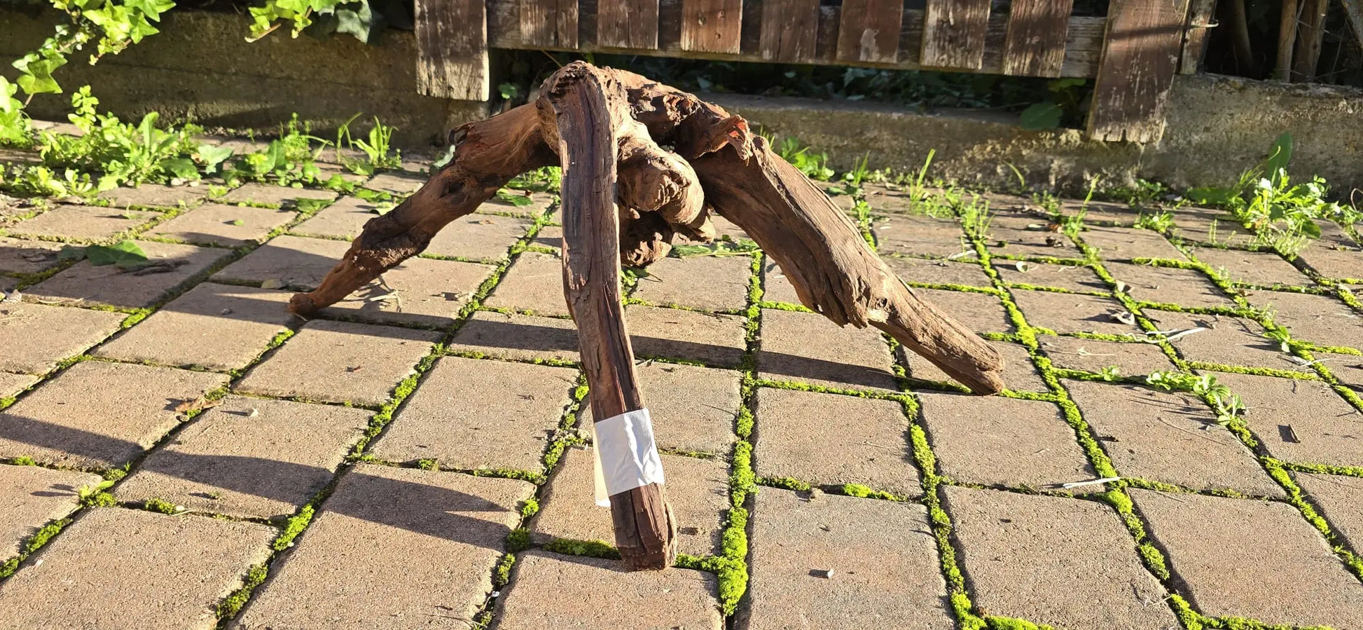 Drift Wood - 53*41*52 - cod.019 AQPET