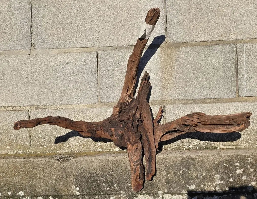 Drift Wood - 53*41*52 - cod.019 AQPET