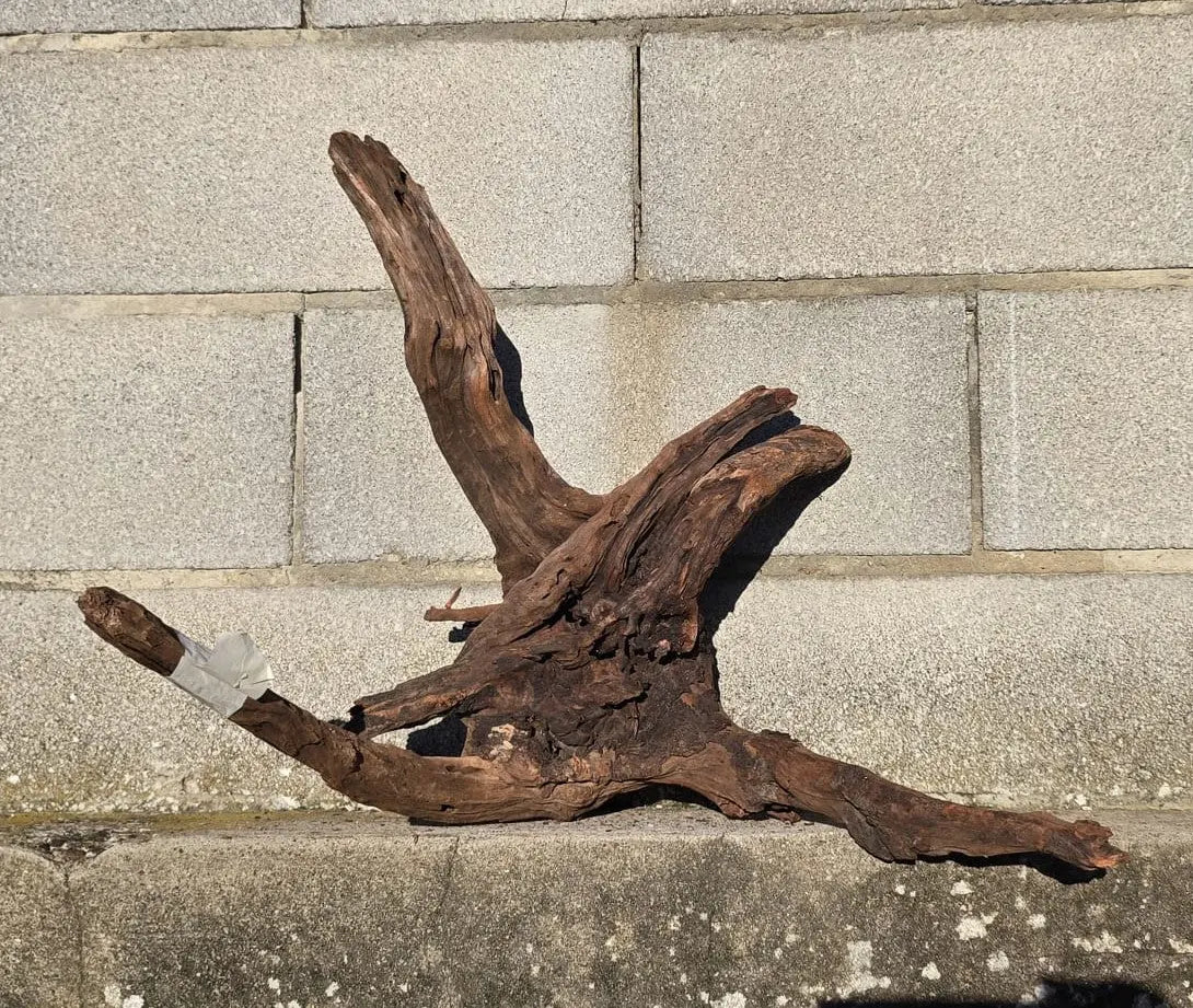 Drift Wood - 53*41*52 - cod.019 AQPET