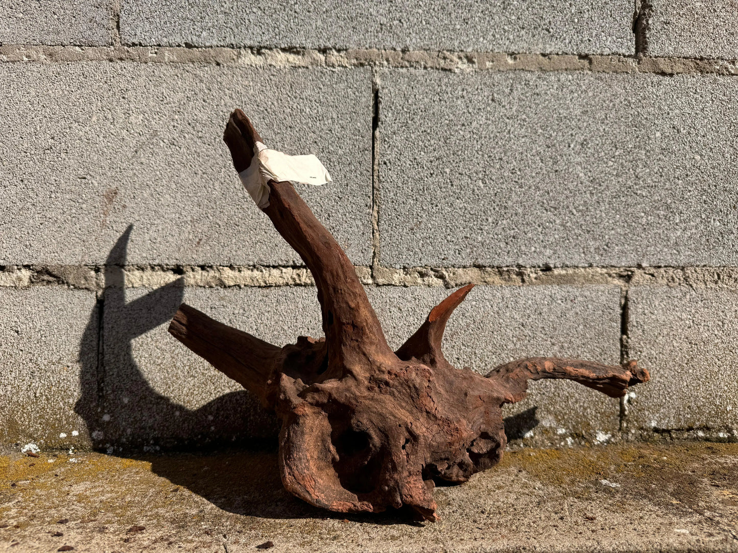 Drift Wood - 42*23*20 - cod.028 AQPET