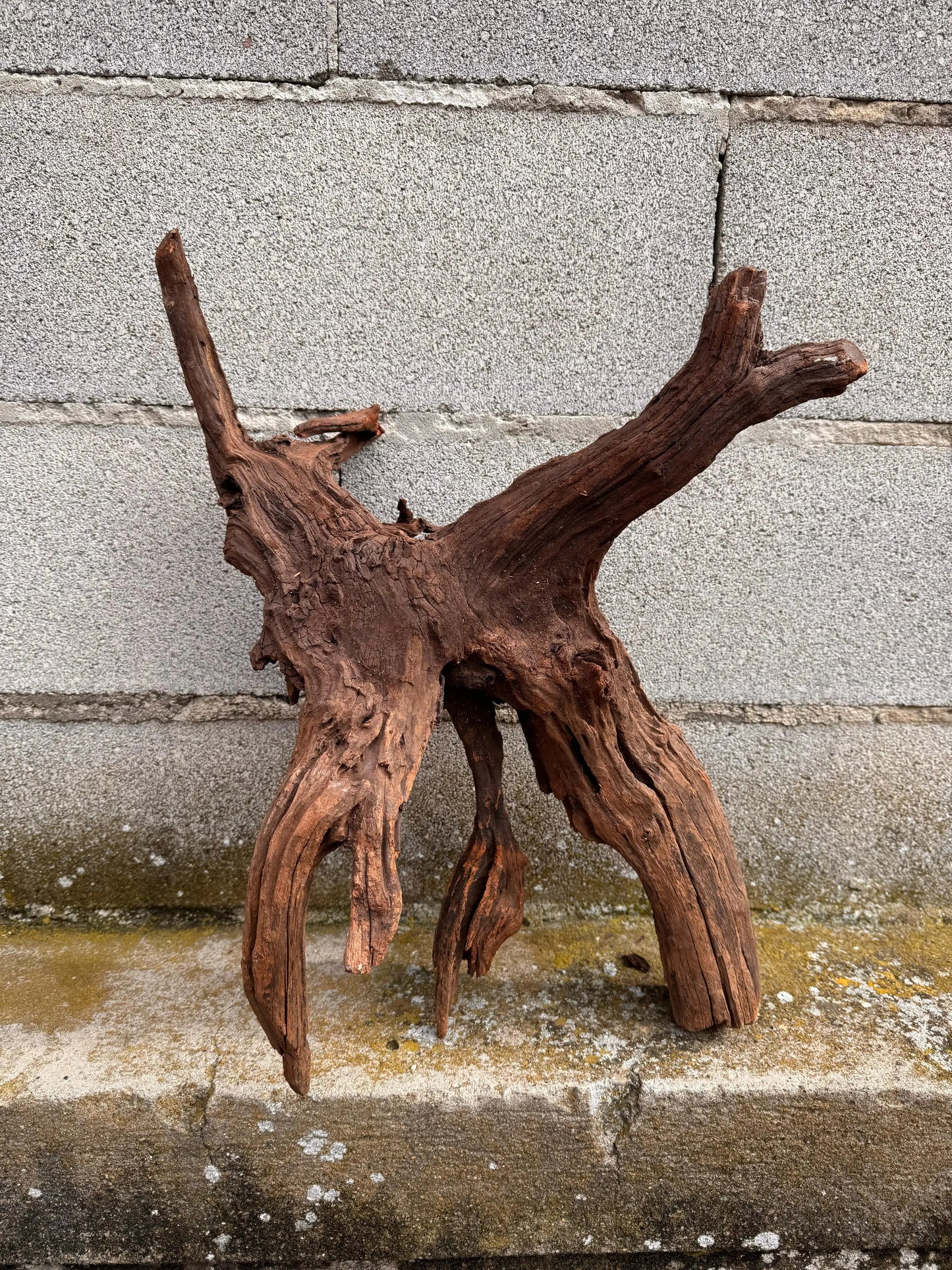 Drift Wood - 57*24*39 - cod.030 AQPET