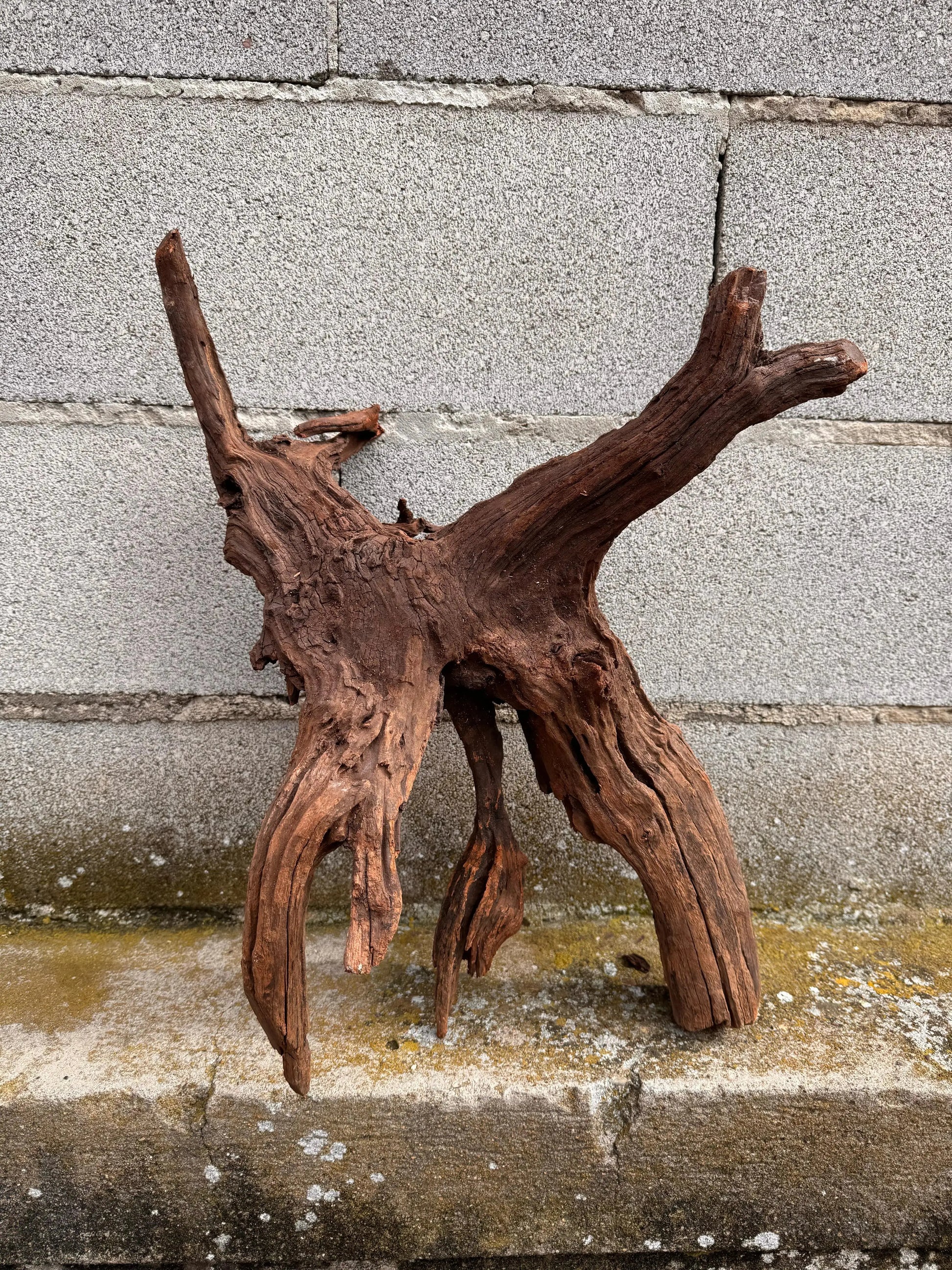 Drift Wood - 57*24*39 - cod.030 AQPET