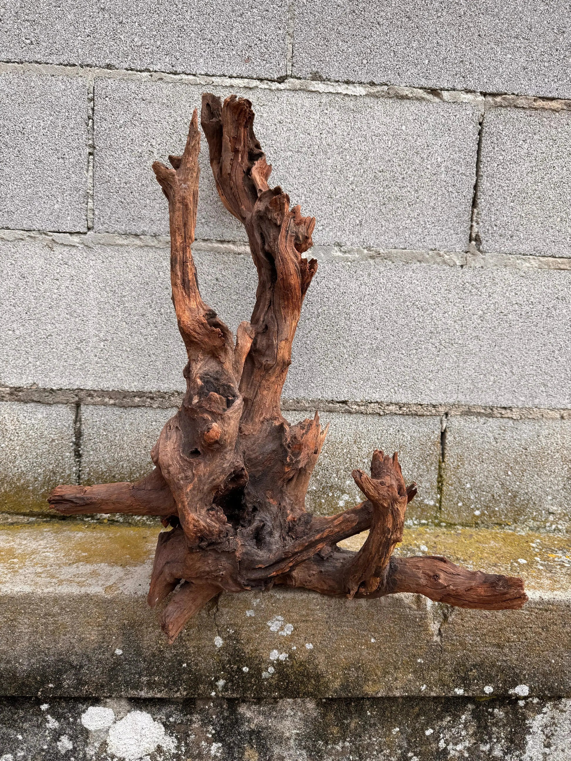 Drift Wood - 47*30*60 - cod.031 AQPET