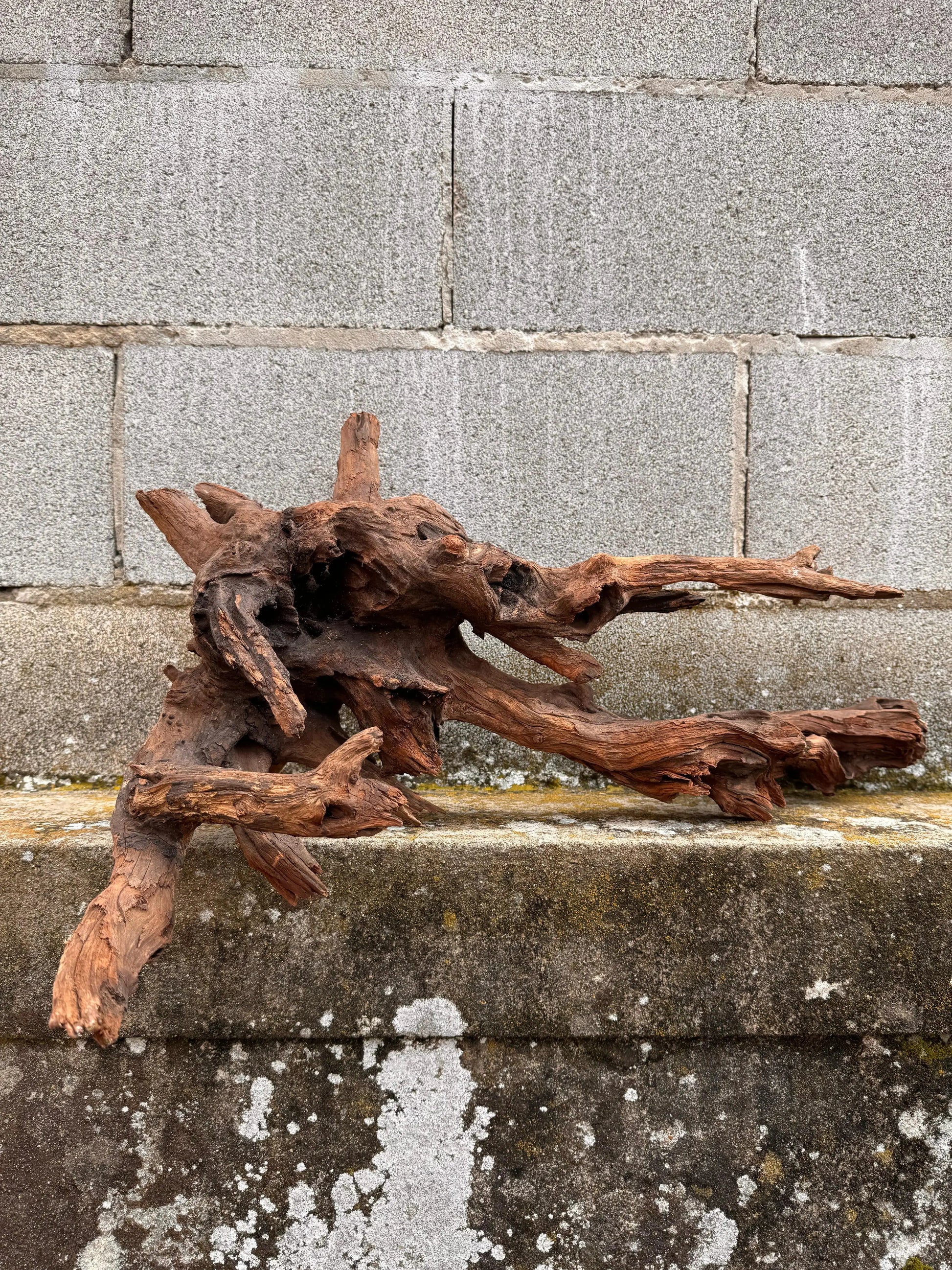Drift Wood - 47*30*60 - cod.031 AQPET