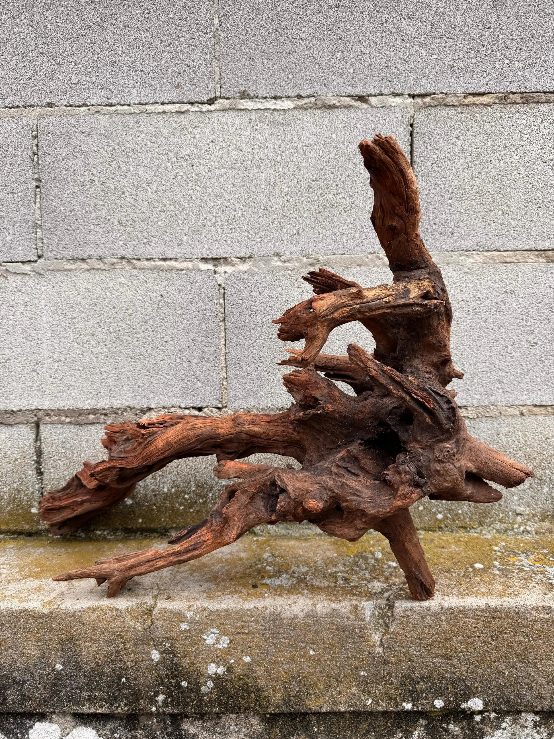 Drift Wood - 47*30*60 - cod.031 AQPET