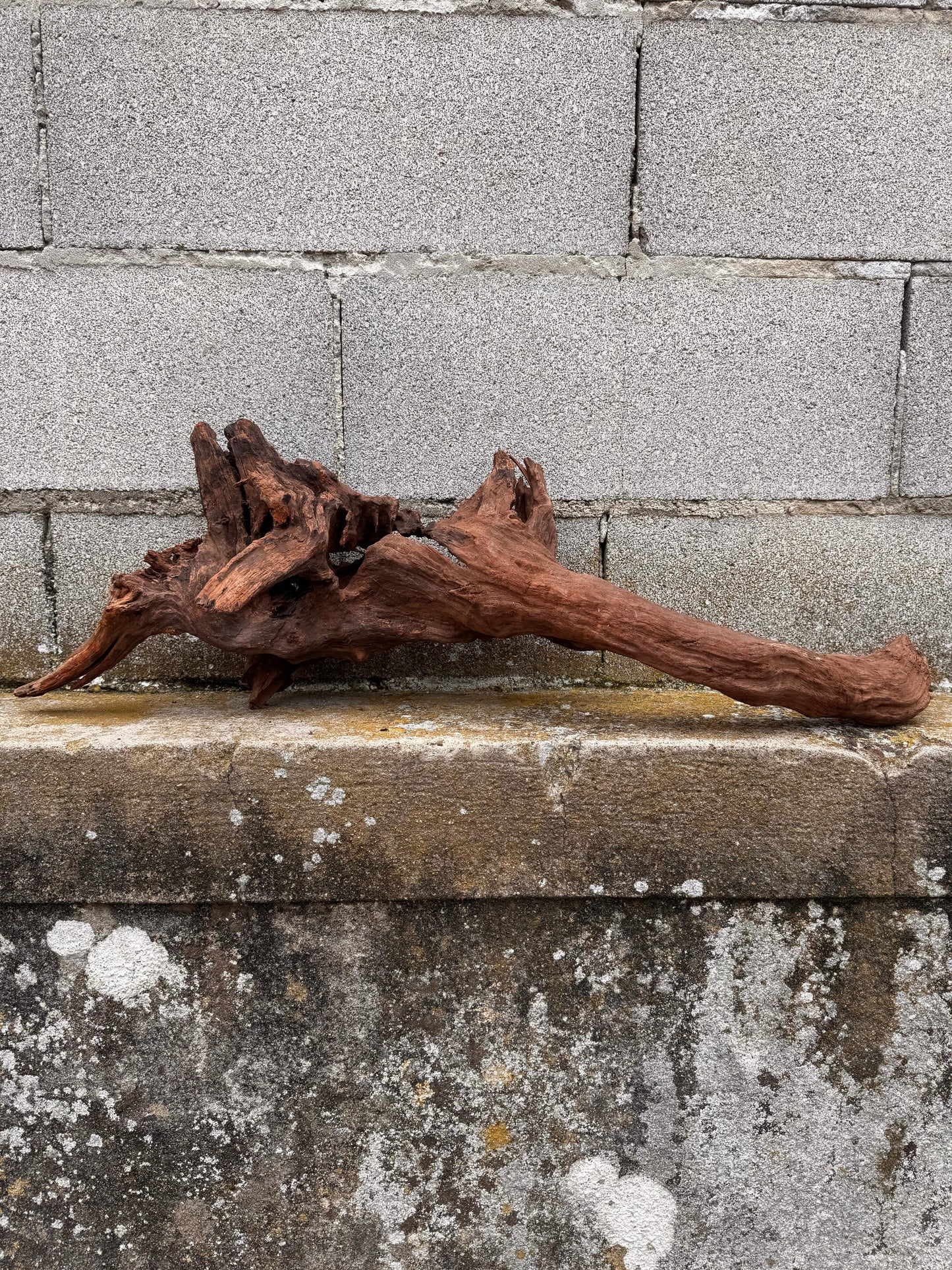 Drift Wood - 53*26*57 - cod.036 AQPET