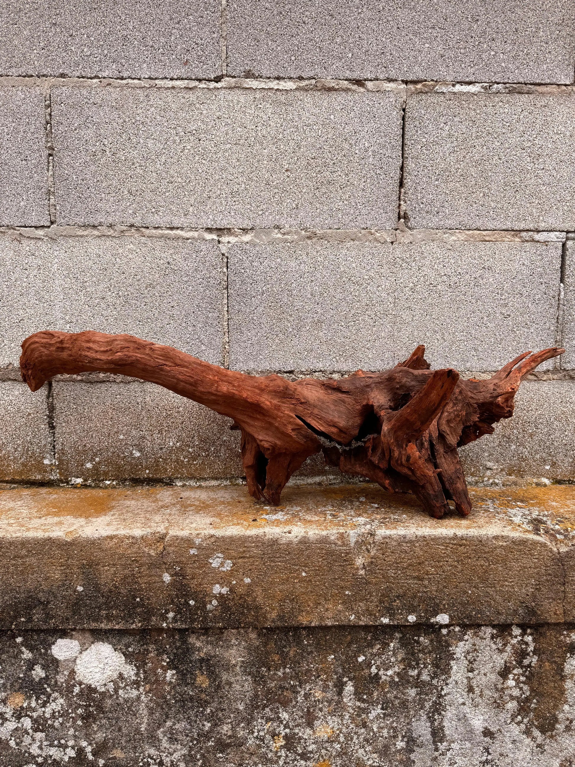 Drift Wood - 53*26*57 - cod.036 AQPET