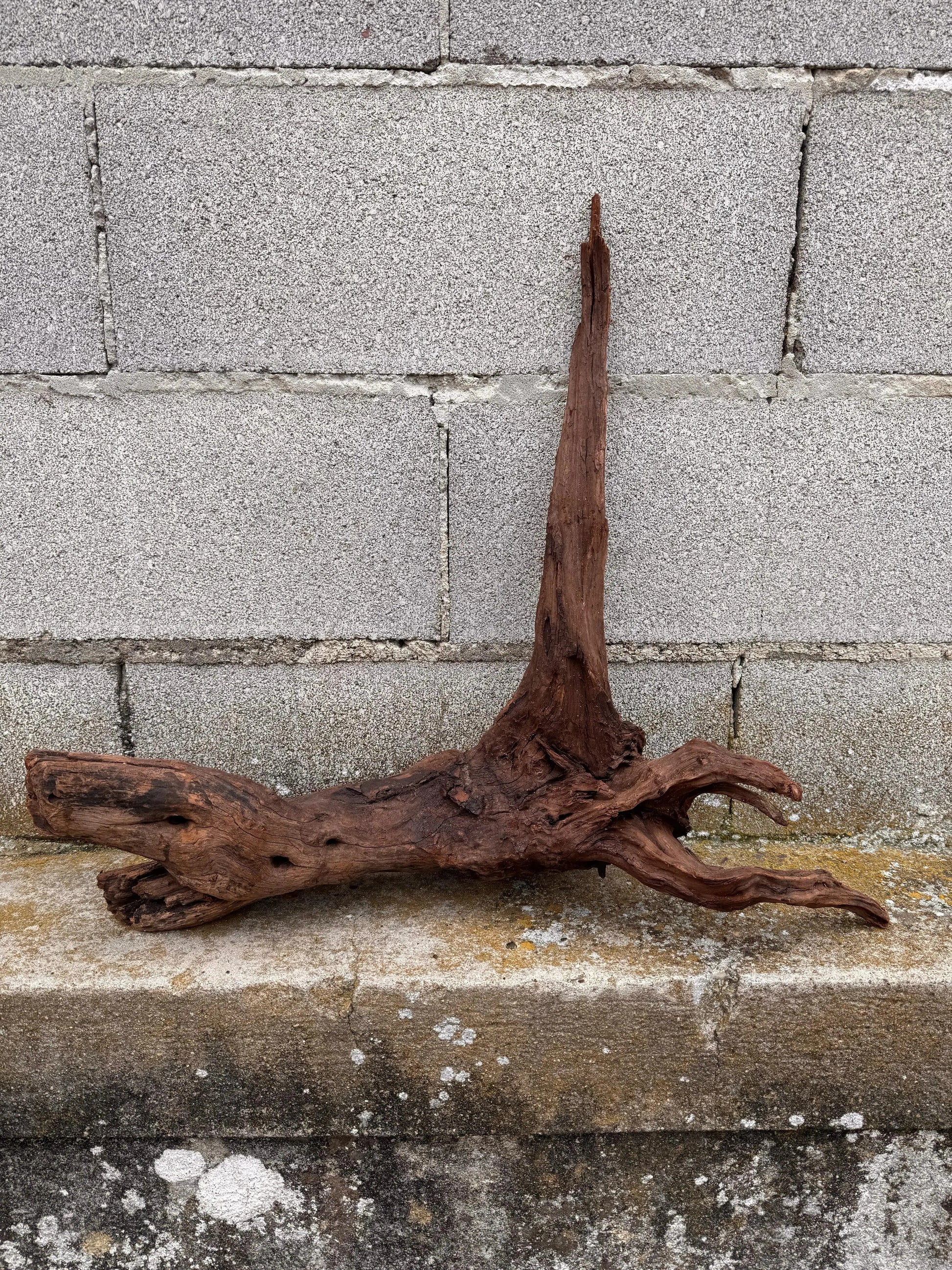 Drift Wood - 53*26*57 - cod.036 AQPET