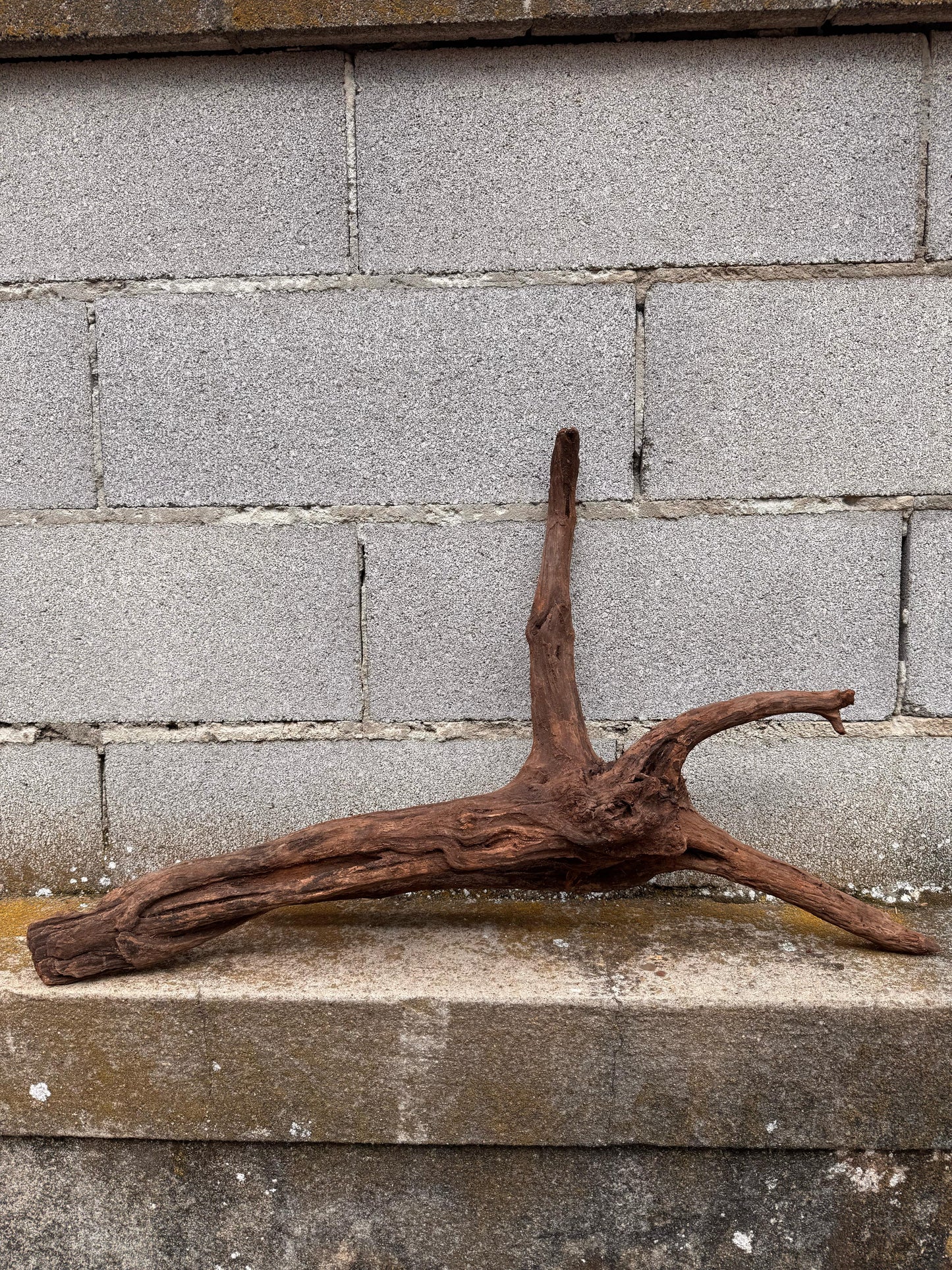 Drift Wood - 75*22*42 - cod.038 AQPET