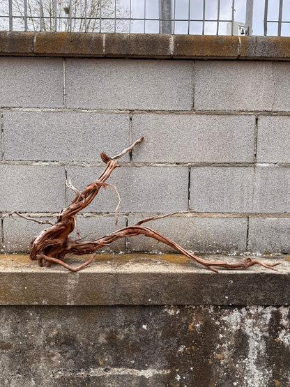 Azalea Roots - 87*27*48 - cod.039 AQPET