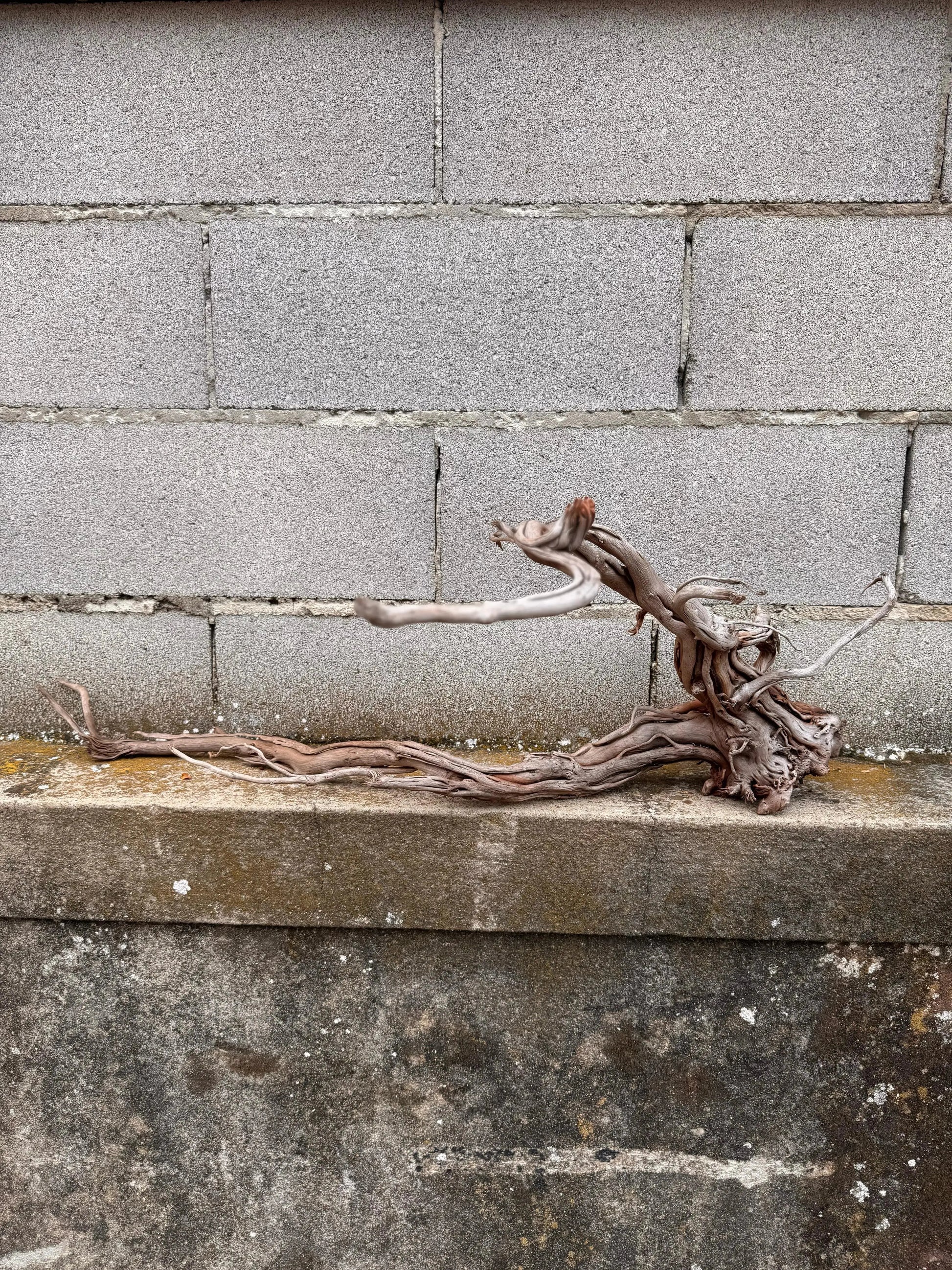 Azalea Roots - 50*36*68 - cod.040 AQPET