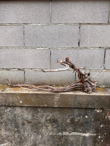 Azalea Roots - 50*36*68 - cod.040 AQPET