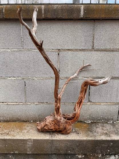 Azalea Roots - 50*36*68 - cod.040 AQPET