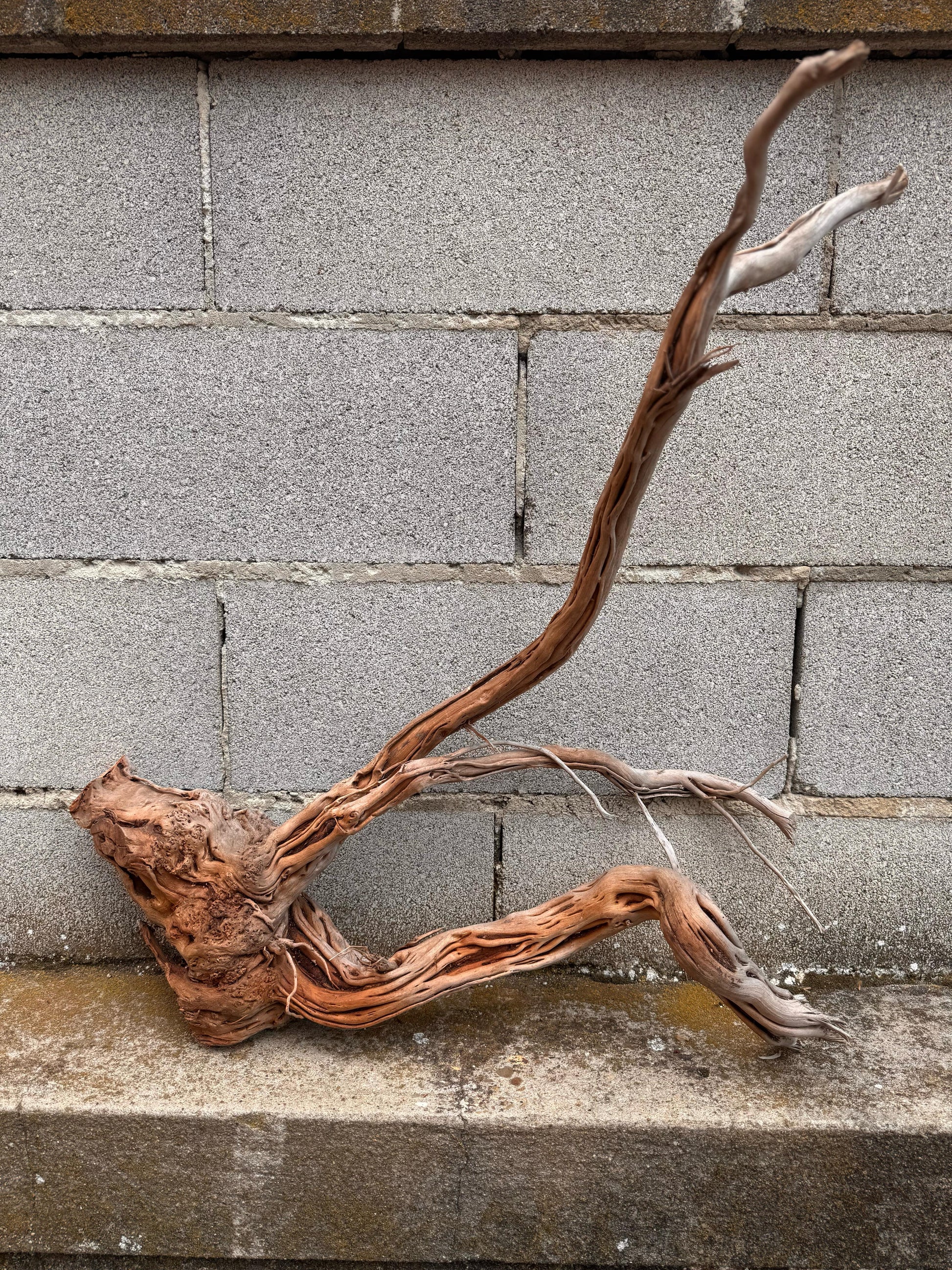 Azalea Roots - 50*36*68 - cod.040 AQPET