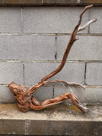 Azalea Roots - 50*36*68 - cod.040 AQPET