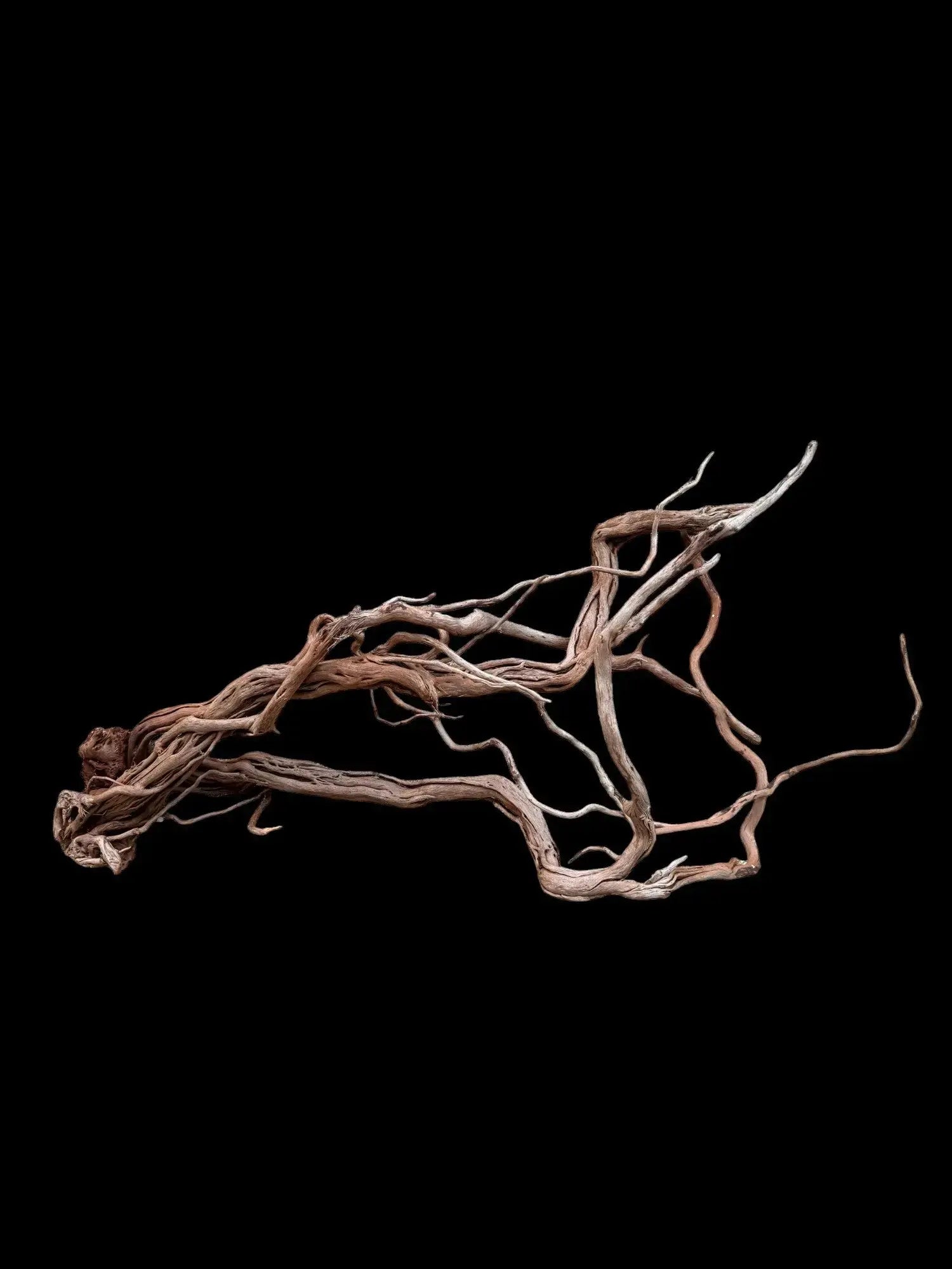 Azalea Roots - 83*36*65 - cod.043 AQPET