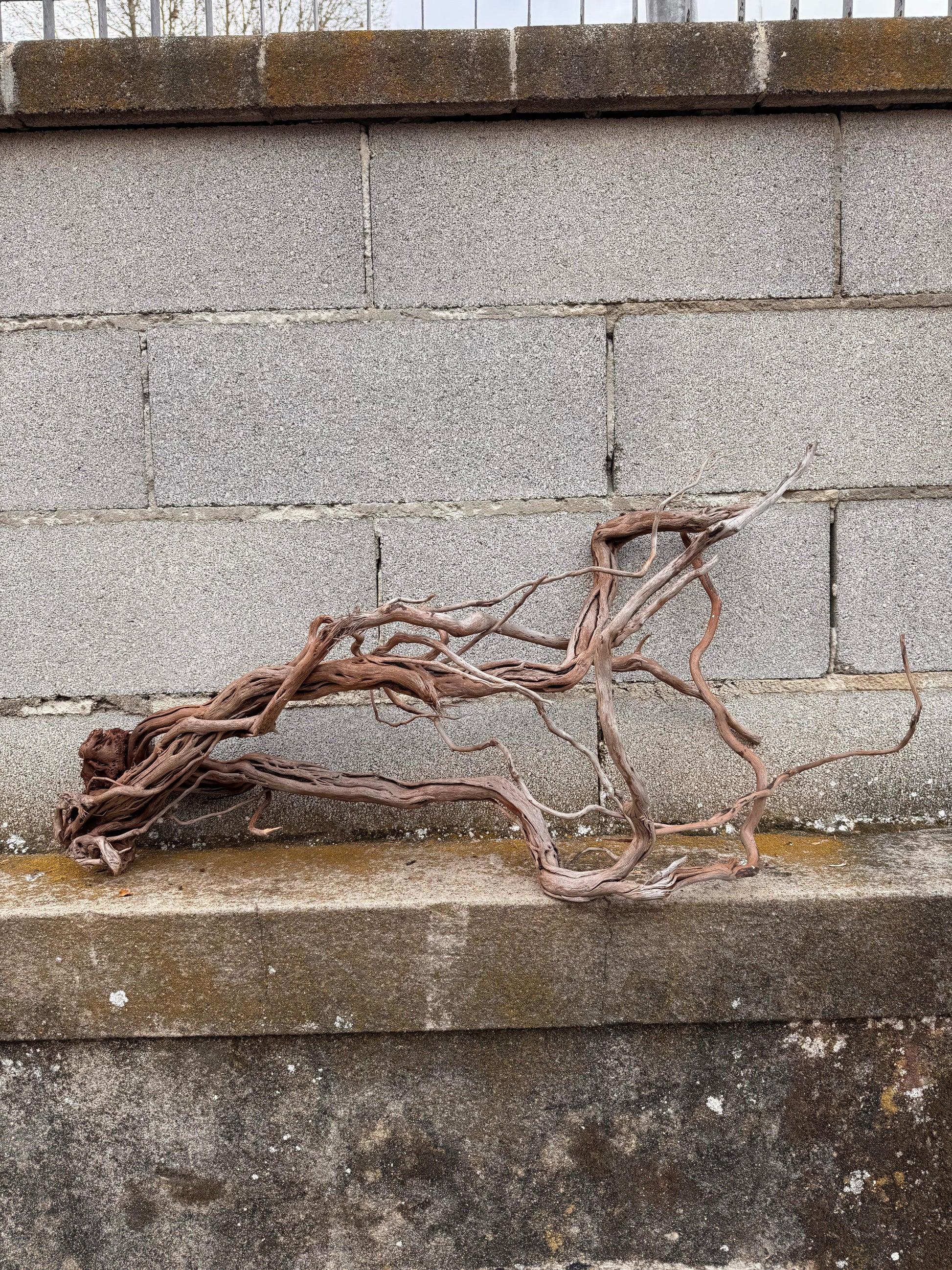 Azalea Roots - 83*36*65 - cod.043 AQPET