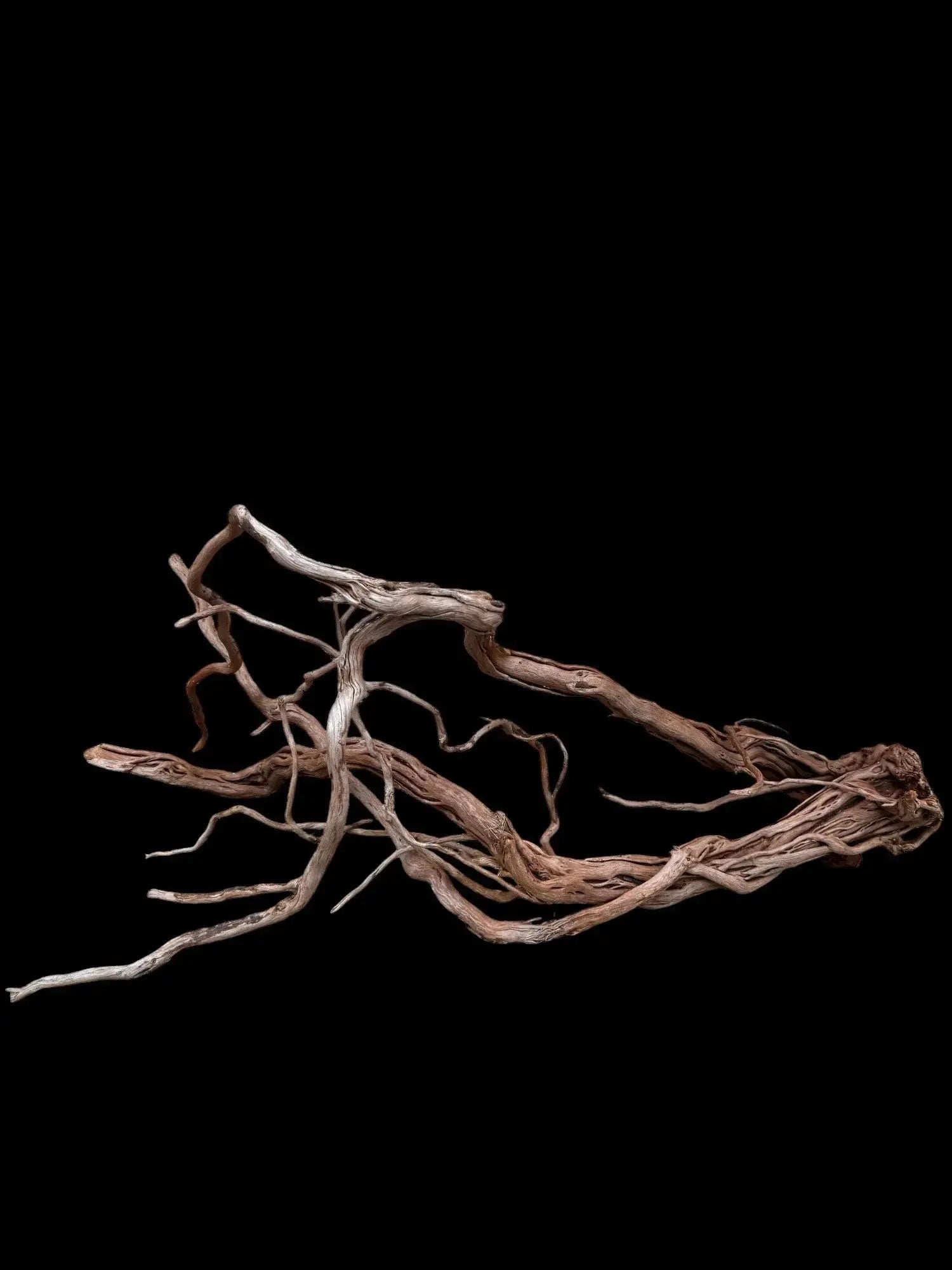 Azalea Roots - 83*36*65 - cod.043 AQPET