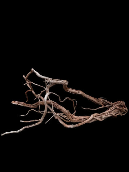 Azalea Roots - 83*36*65 - cod.043 AQPET