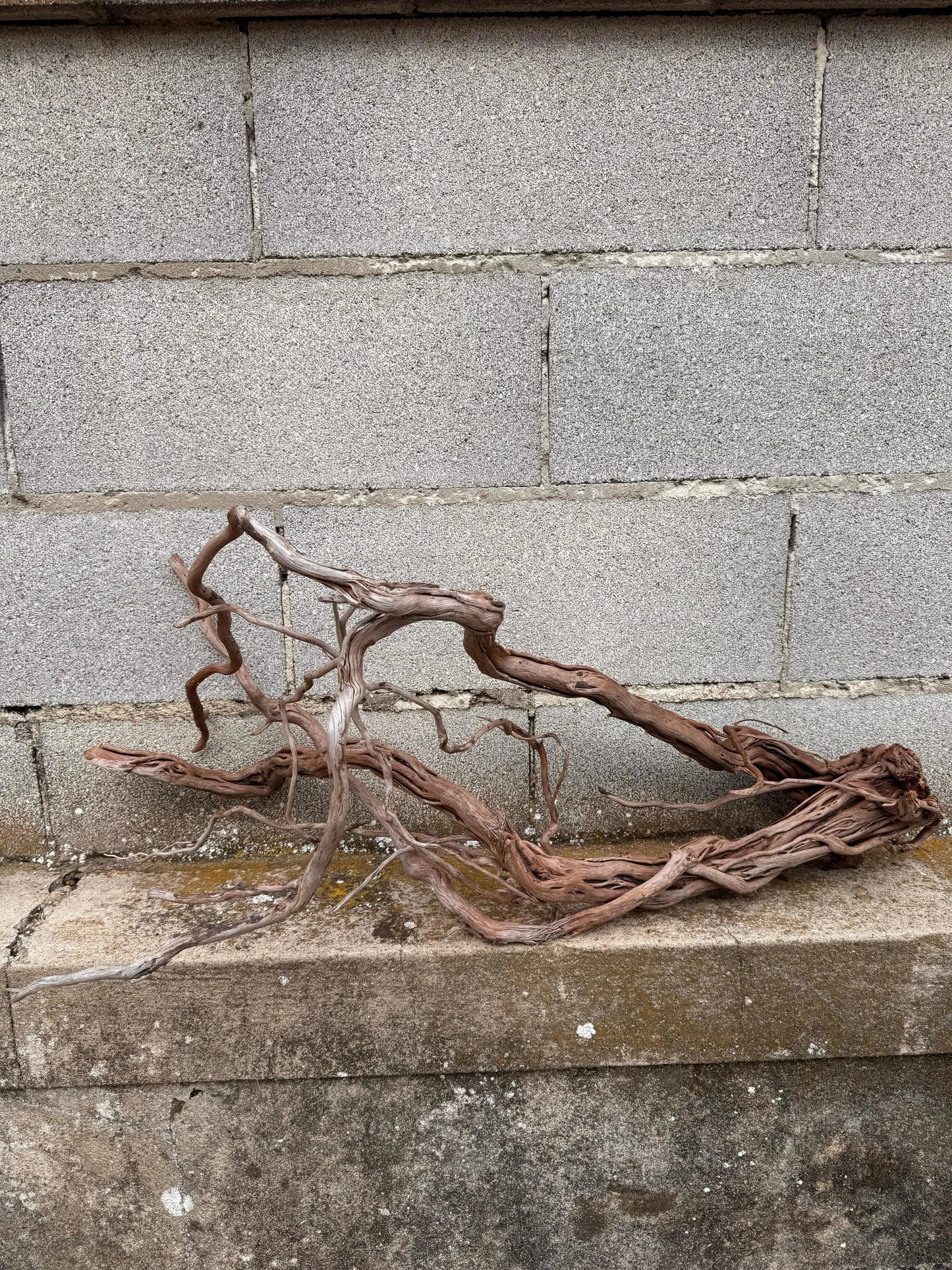 Azalea Roots - 83*36*65 - cod.043 AQPET