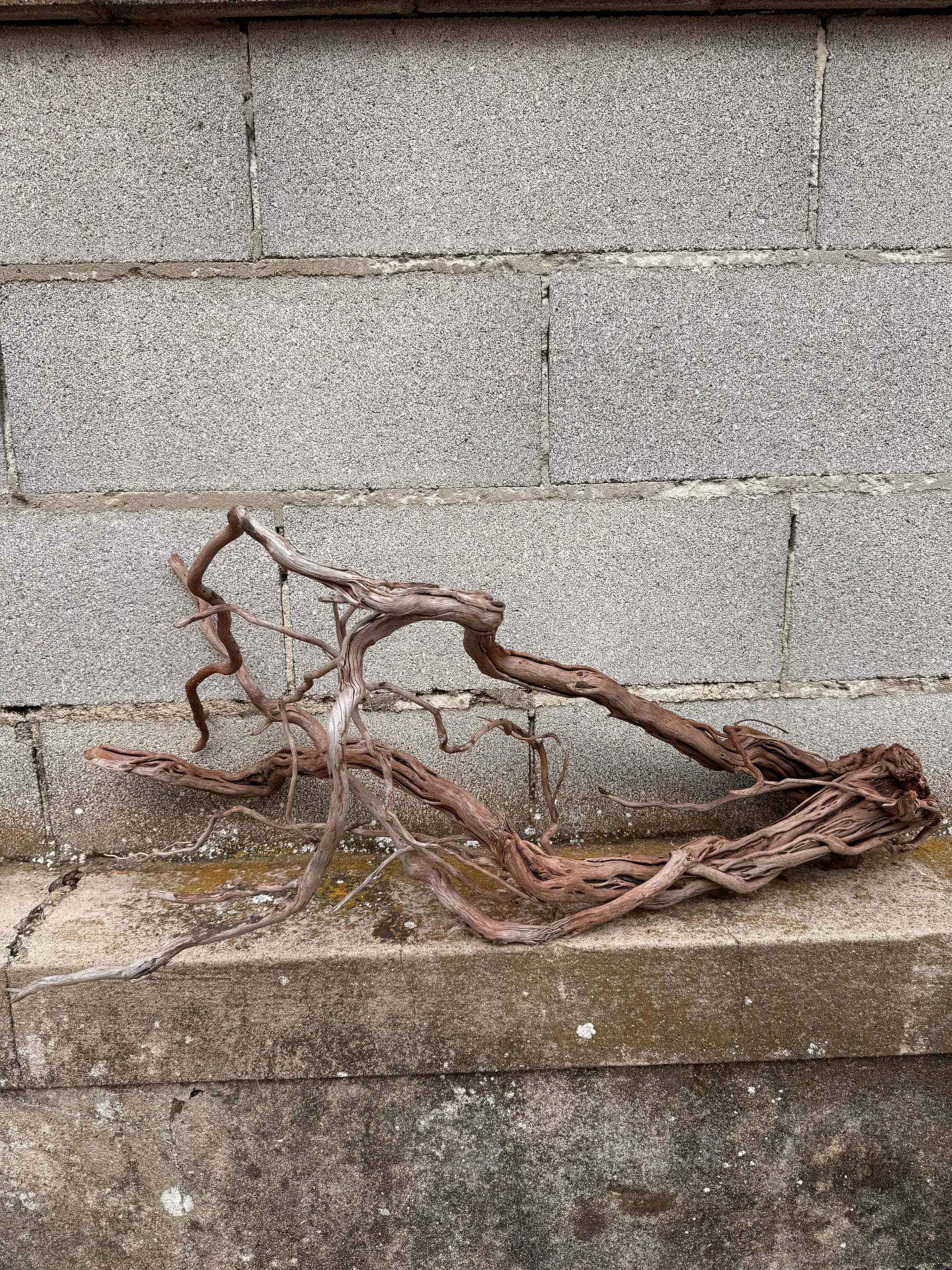 Azalea Roots - 83*36*65 - cod.043 AQPET