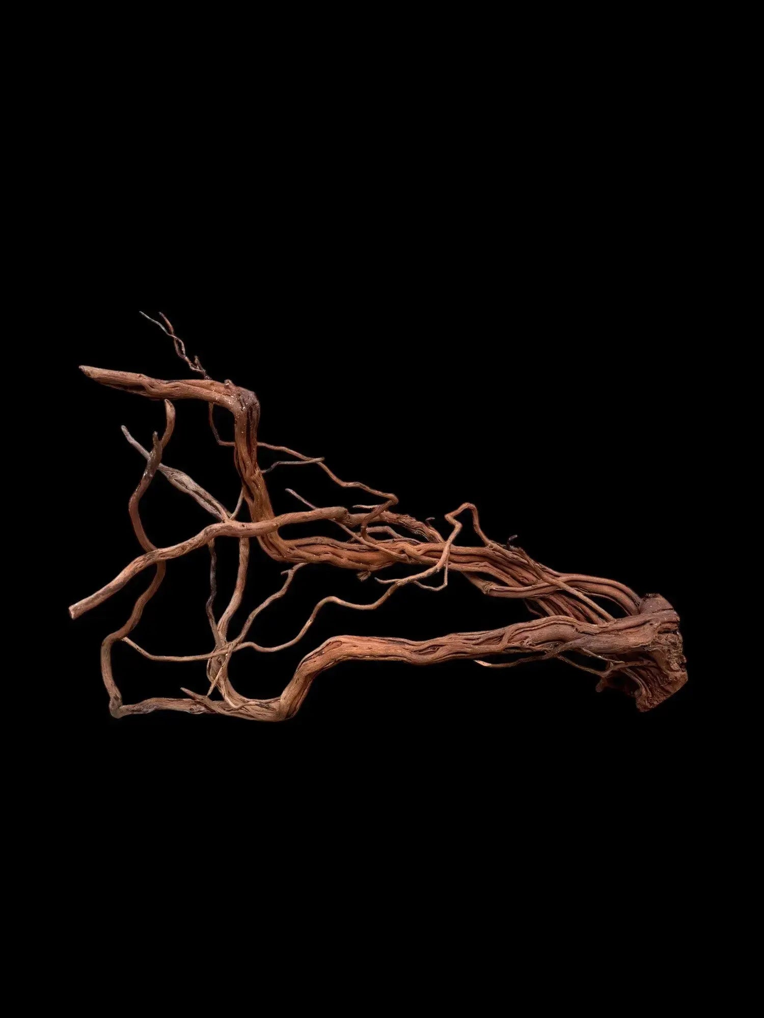 Azalea Roots - 83*36*65 - cod.043 AQPET