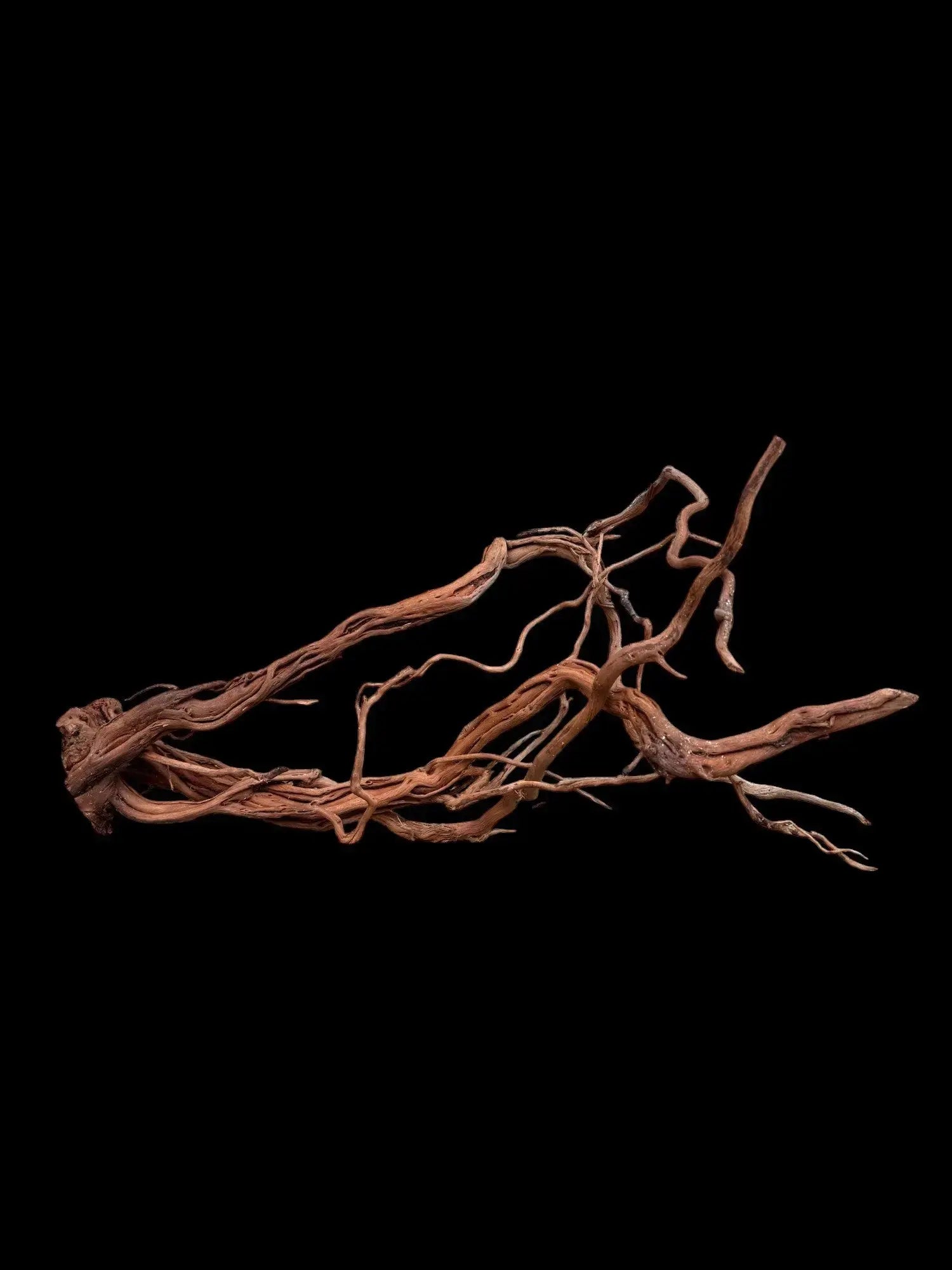 Azalea Roots - 83*36*65 - cod.043 AQPET