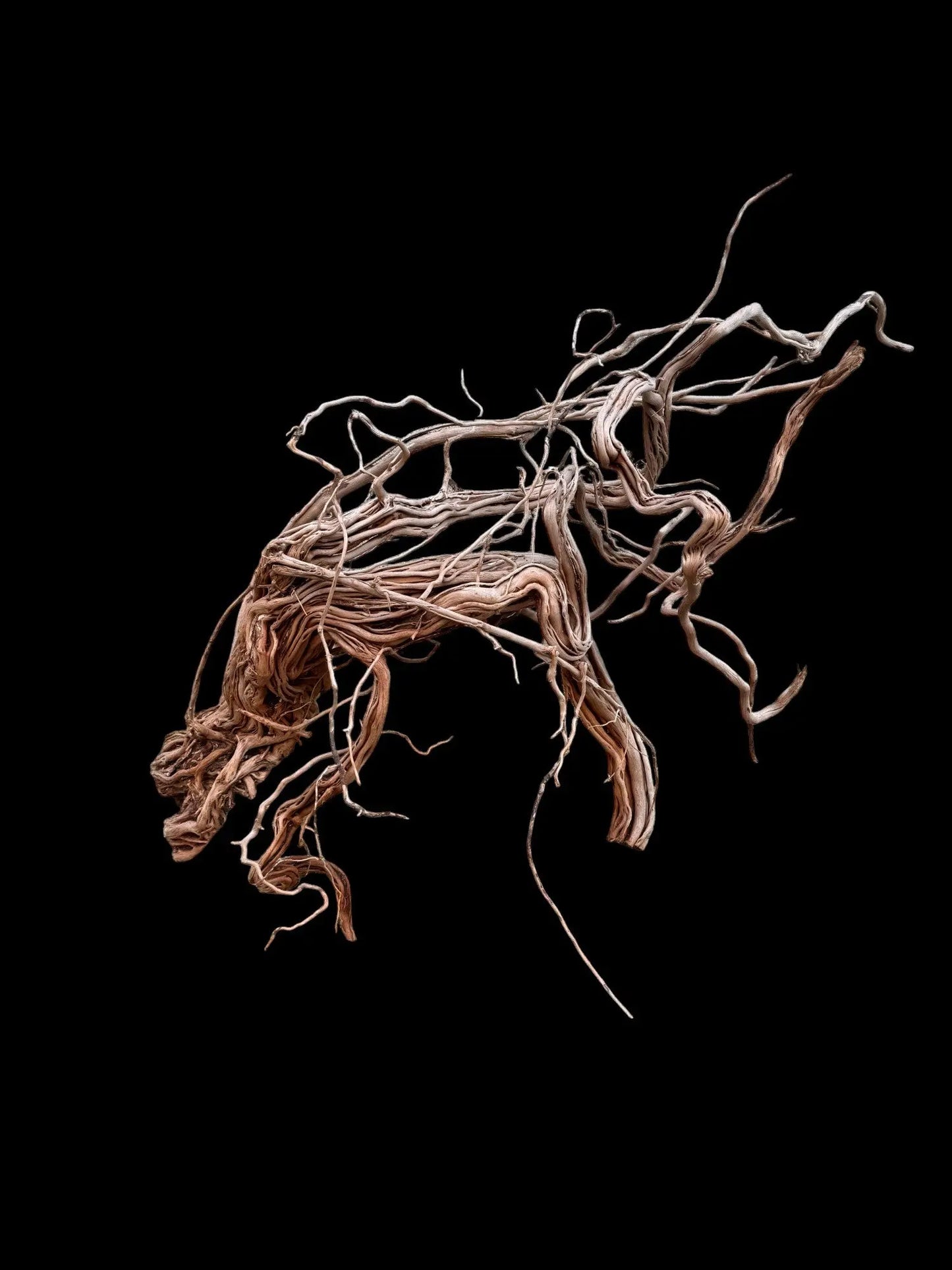 Azalea Roots - 83*36*65 - cod.043 AQPET